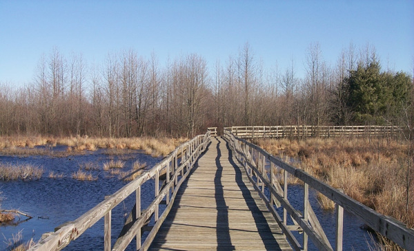 Photograph of The Great Swamp in New Jersey