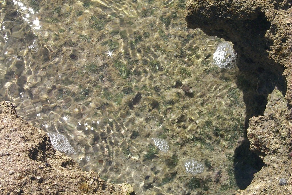 Las conchas -- closeup of tide pool