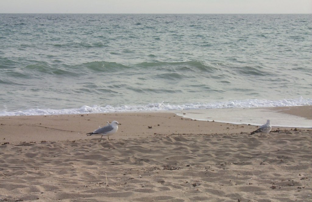 Las conchas -- cold lampin with chuck and flav