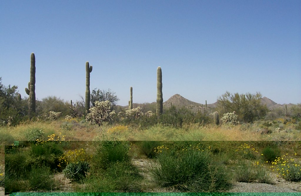 Sonora mexico -- mx route 8 scenery