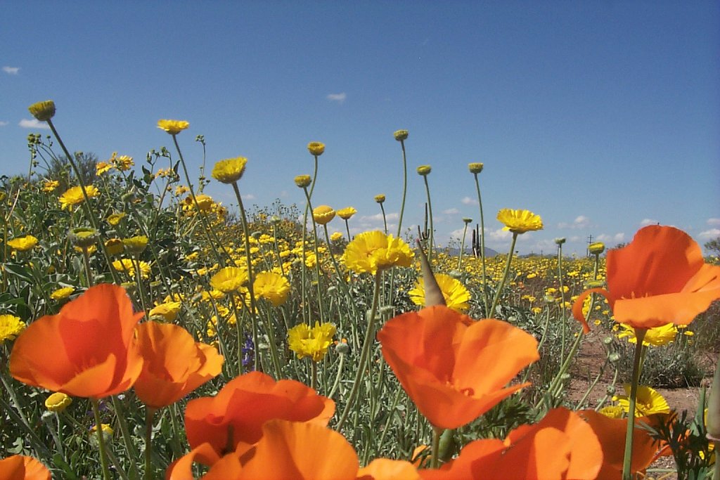 Tohono oodham nation -- orange and yellow wildflowers