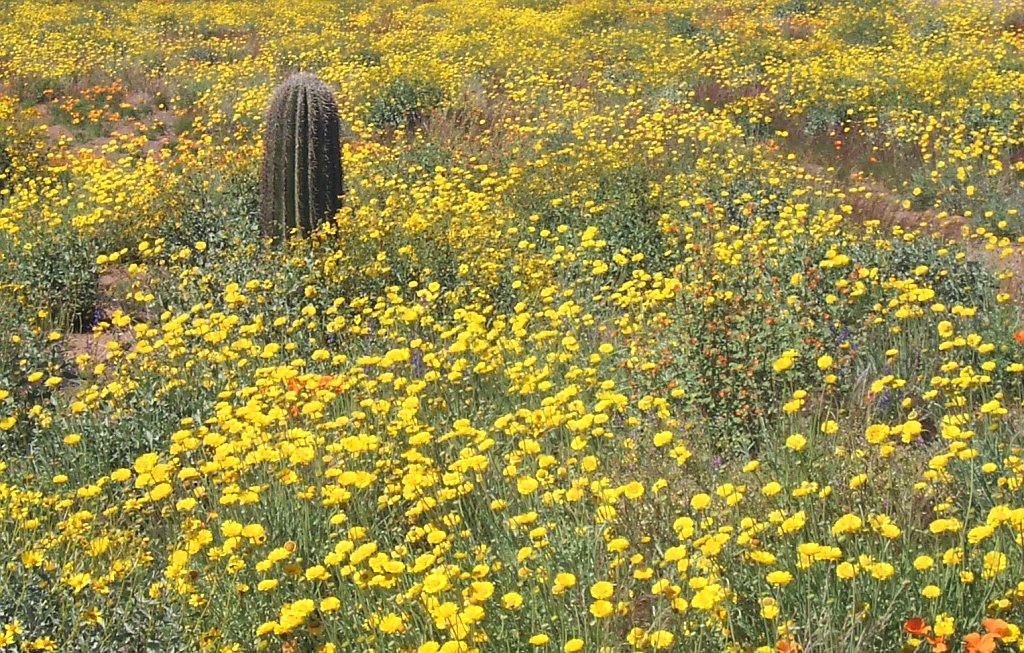 Tohono oodham nation -- springtime in the sonoran desert
