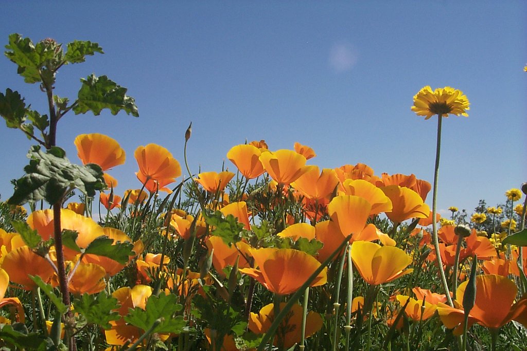 Tohono oodham nation -- wildflowers