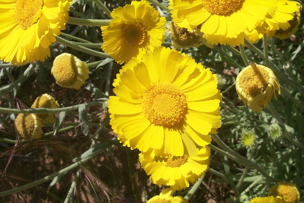Tohono oodham nation -- wildflowers close up