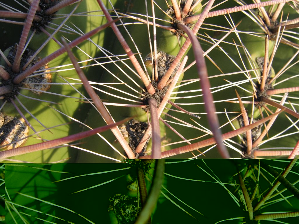 Tortolita preserve trail -- barrel cactus spines