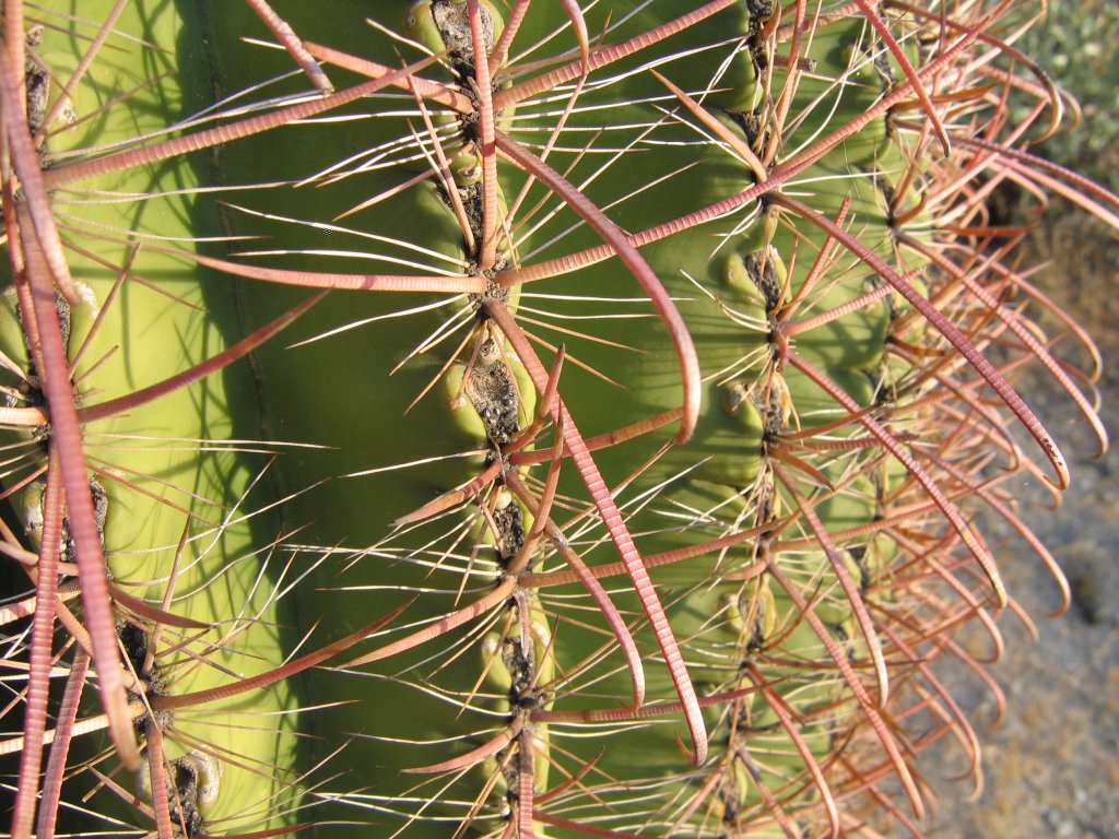 Tortolita preserve trail -- barrel cactus spines closeup