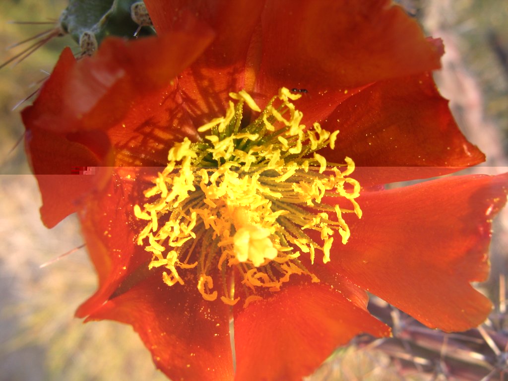 Tortolita preserve trail -- cactus flower-ant and pollen