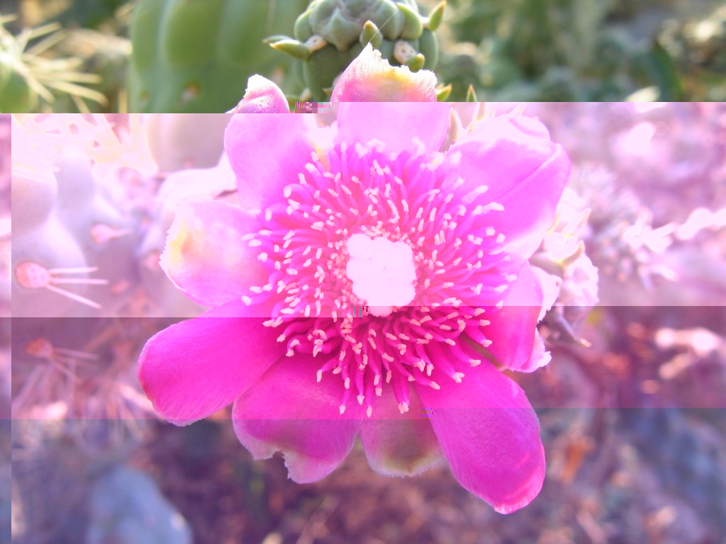 Tortolita preserve trail -- cactus flower