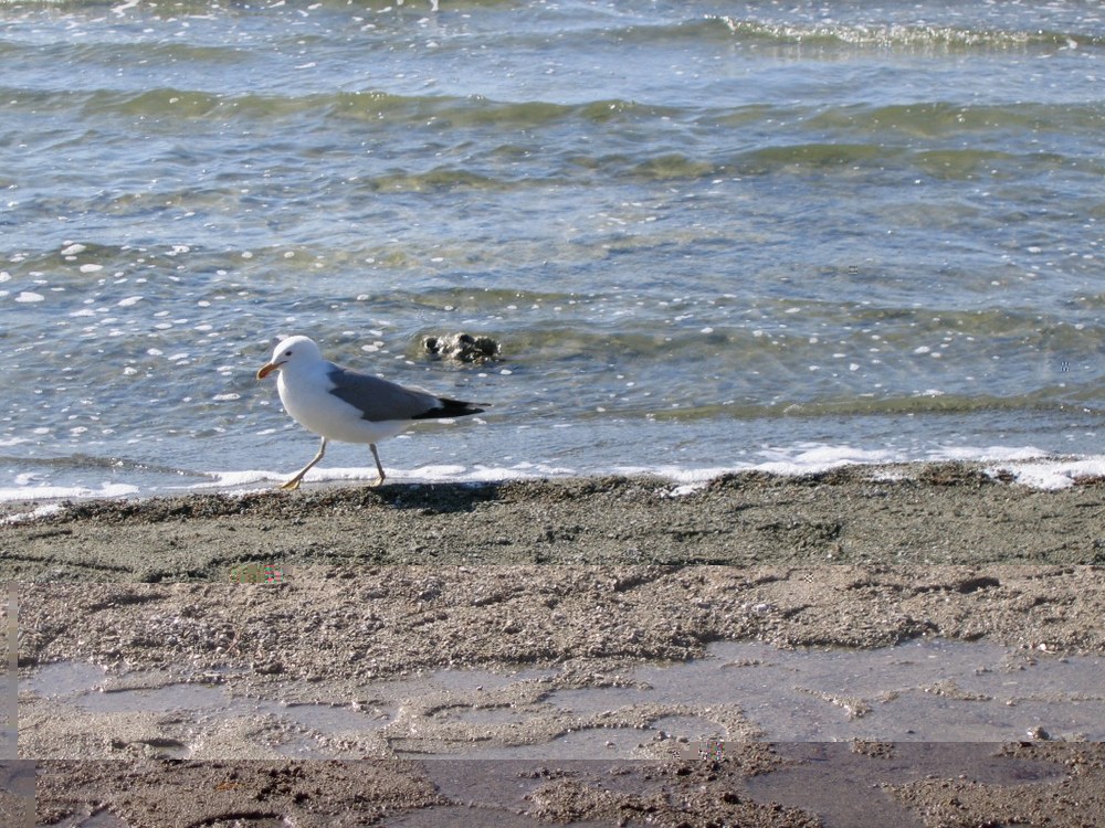 Mono lake -- crunkthug420@aol com mackin bitches at tha crib in mono lake